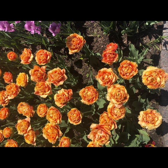 Meet your Posher, Shelby - Picture 1 of 1